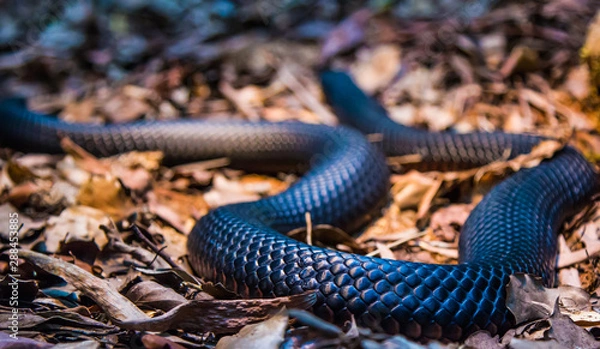 Obraz snake body lying on leafy ground