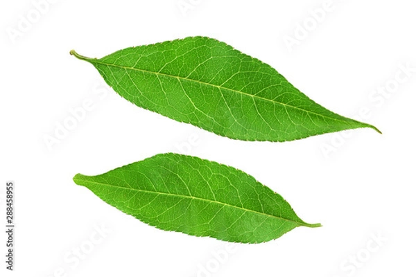 Obraz Two peach leaves isolated on white