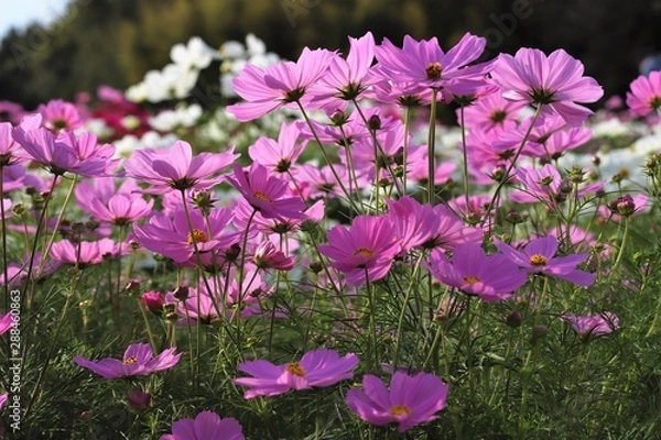 Obraz 馬見丘陵公園のコスモス畑