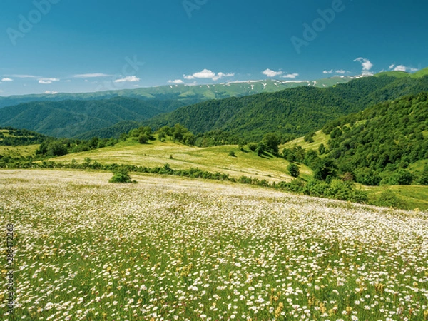 Fototapeta Summer scene of flowering meadow in Lesser Caucasus mountains.