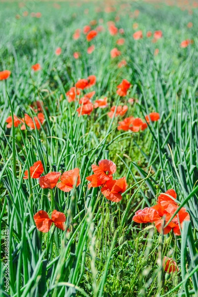 Fototapeta Landwirtschaft Feld Wiese mit Mohn im Sommer
