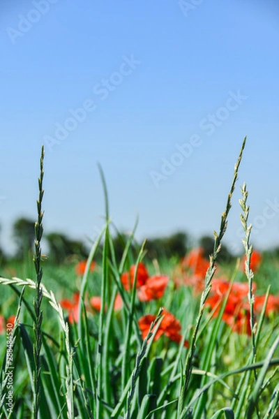 Fototapeta Landwirtschaft Feld Wiese mit Mohn im Sommer