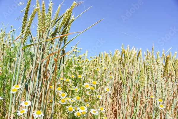Fototapeta Weizenfeld in der Erntezeit unter blauen Himmel