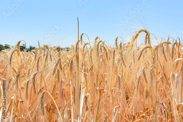 Fototapeta Weizenfeld in der Erntezeit unter blauen Himmel