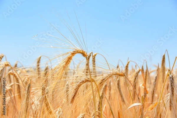 Obraz Weizenfeld in der Erntezeit unter blauen Himmel