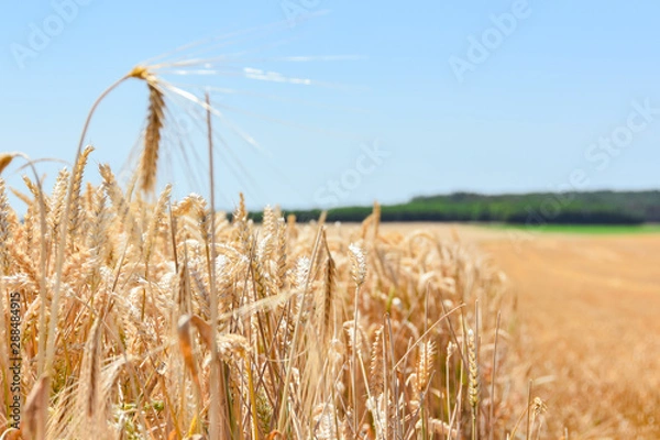 Obraz Weizenfeld in der Erntezeit unter blauen Himmel