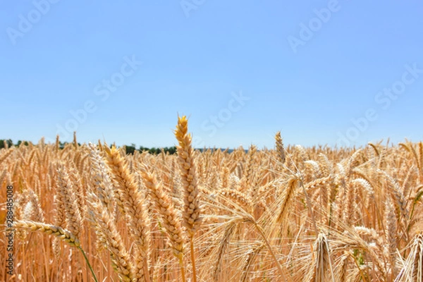 Obraz Weizenfeld in der Erntezeit unter blauen Himmel