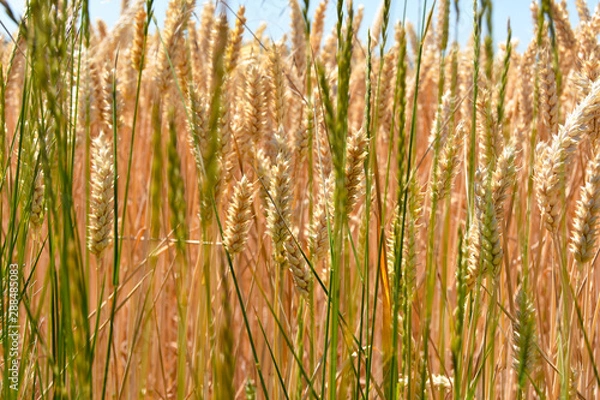 Fototapeta Weizenfeld in der Erntezeit unter blauen Himmel