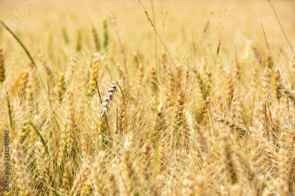 Obraz Weizenfeld in der Erntezeit unter blauen Himmel