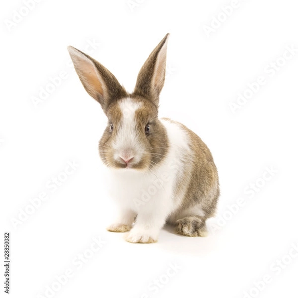 Fototapeta Adorable rabbit isolated on white