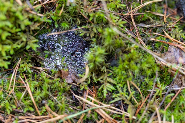 Obraz Raindrops on cobweb. Wet vegetation after rain in the forest. Autumn season.