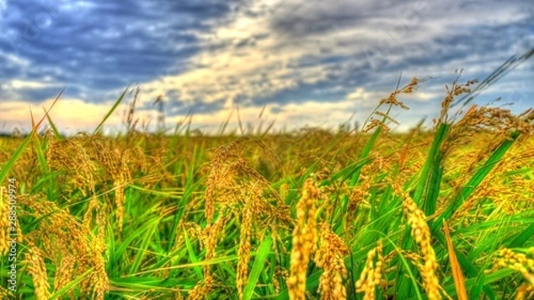 Fototapeta 実りの稲穂 日本の秋 お米 収穫 農業 自然 ご飯 白米2