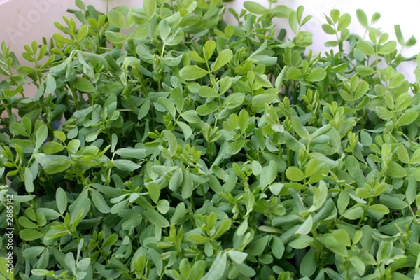 Obraz pousses de lentille