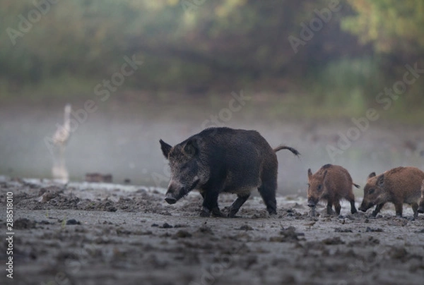 Fototapeta Wild boar with piglets walking in mud