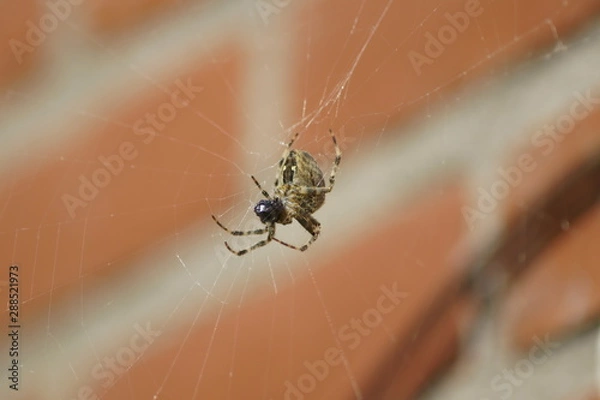 Fototapeta spider on web