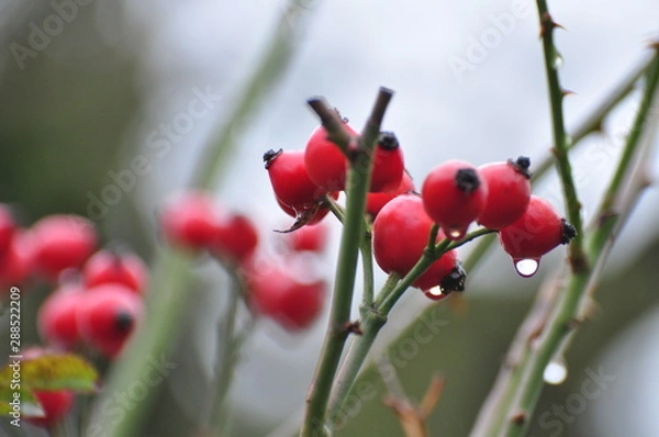 Obraz róża dzika 2