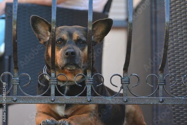 Obraz beri za kratką