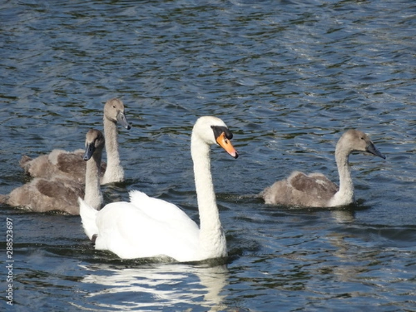 Obraz Swan and Cygnets