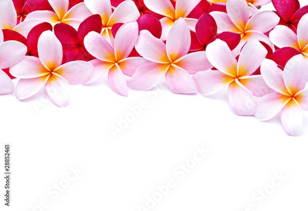 Obraz frangipani flowers for design
