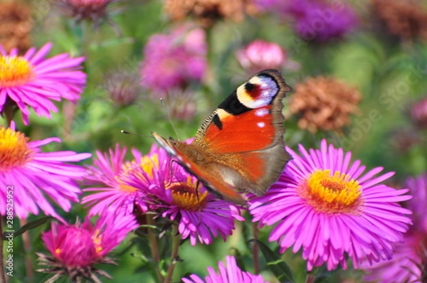 Obraz motyl czerwony