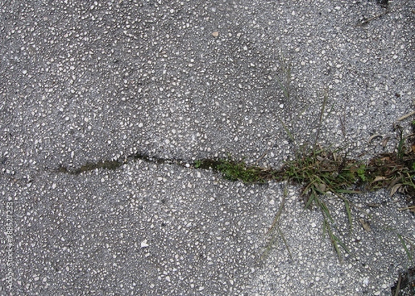 Fototapeta Gray asphalt with grass growing in a crack. Abstract background
