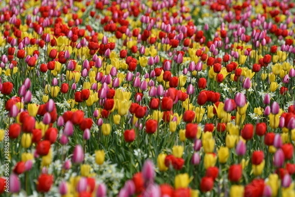 Obraz pole tulipanów