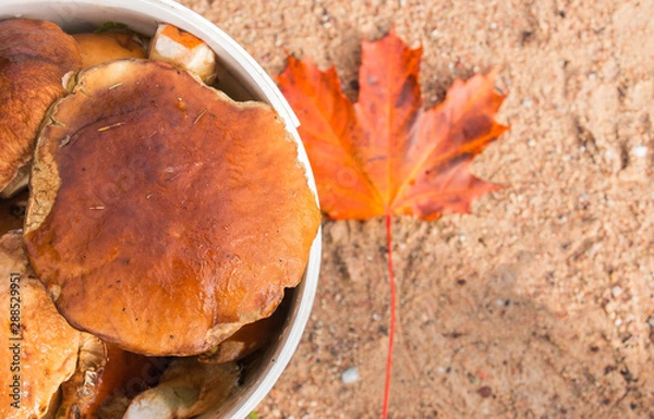 Obraz mushrooms Leksinum in a bucket, harvested crop