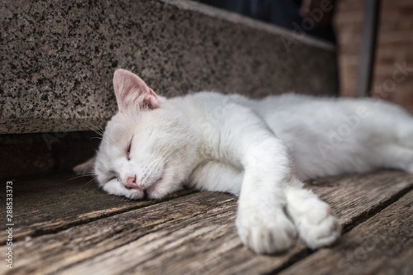 Obraz White shabby stray cat closeup sleeps on a bench