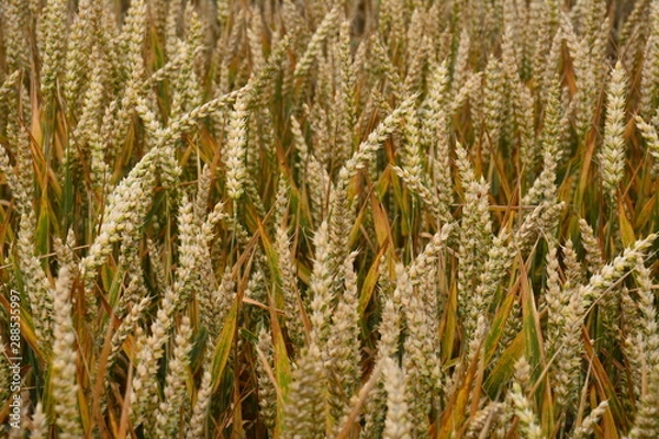 Obraz pszenica
