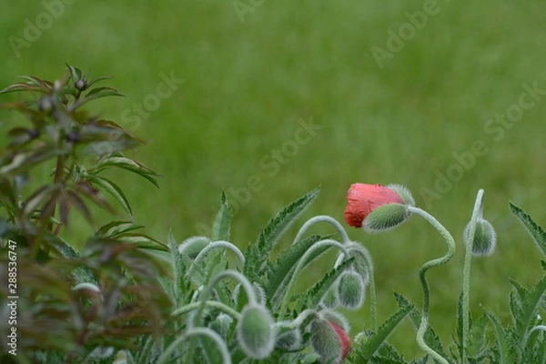 Obraz czerwony kwiatek