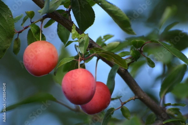 Obraz śliwka czerwona