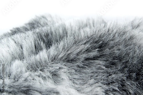 Fototapeta col fourrure