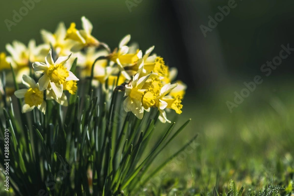 Obraz Gelbe Narzisse