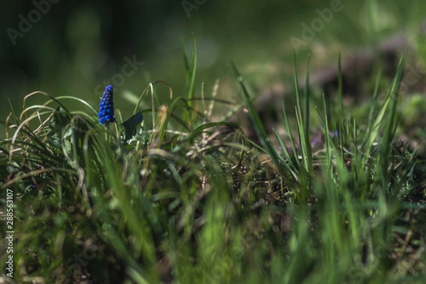 Obraz Blau inmitten von Grün