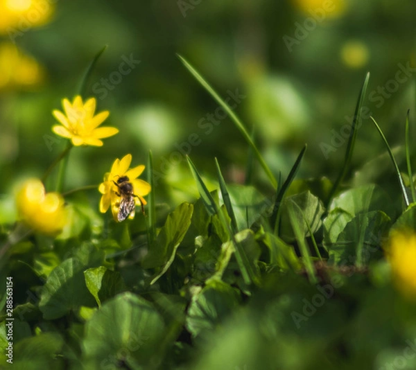 Obraz Biene auf einer Blume