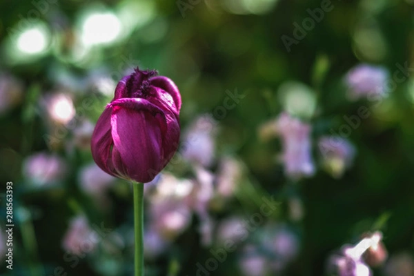 Obraz Verschlossene Tulpe