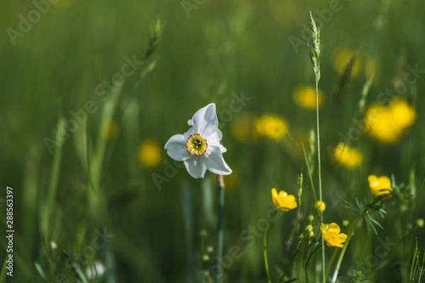 Obraz Weisse Narzisse 