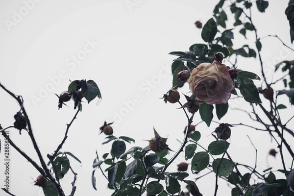 Obraz Verblühte Rosen