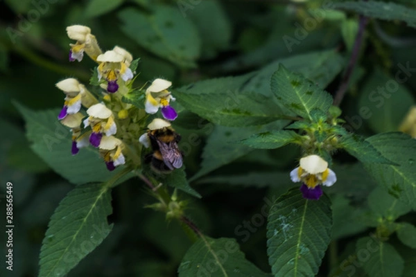 Obraz Hummel in einer Blume