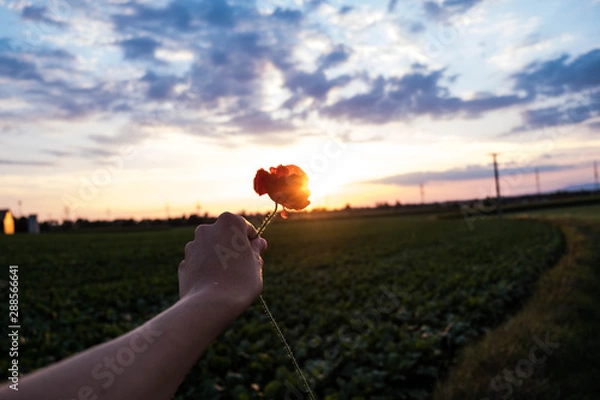 Obraz Eine Rose für dich