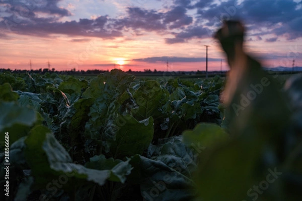 Obraz Sonnenuntergang im Feld