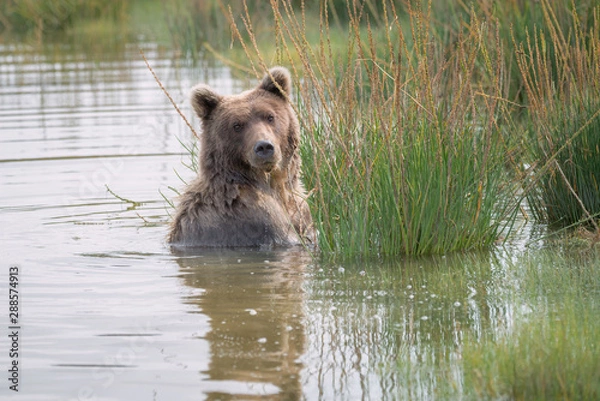 Fototapeta Grizzly bear fishing in a lake surrounded by green grass.  A nice reflection is in the water.  Image taken in Lake Clark National Park and Preserve, Alaska.
