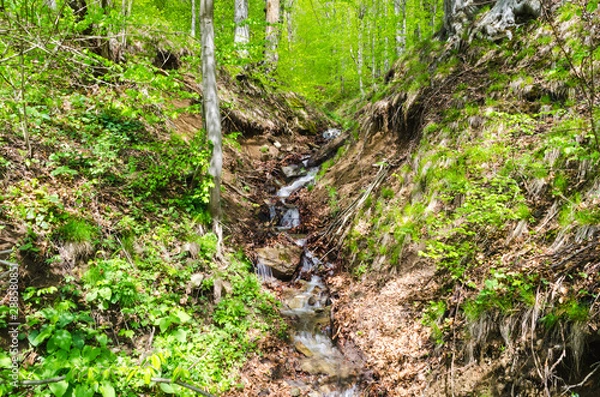 Obraz River in the forest
