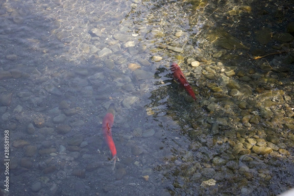 Fototapeta Salmon Run