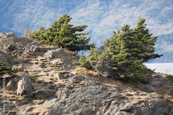 Fototapeta Windblown