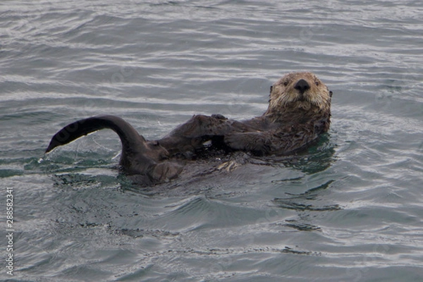 Fototapeta Courious George