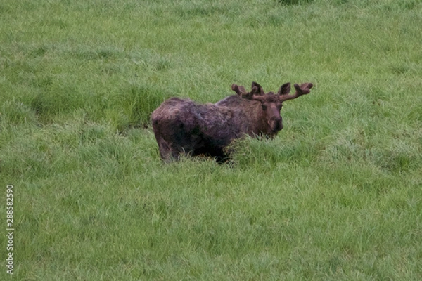 Fototapeta City Moose