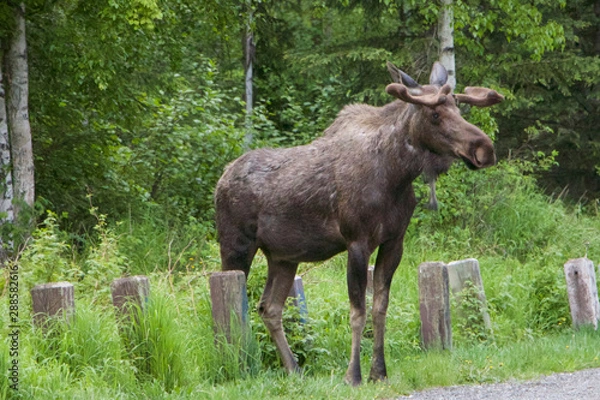 Fototapeta City Moose