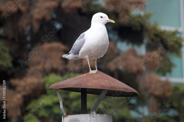 Fototapeta Momas Watching
