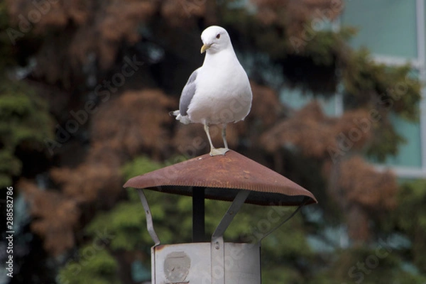 Fototapeta Momas Watching